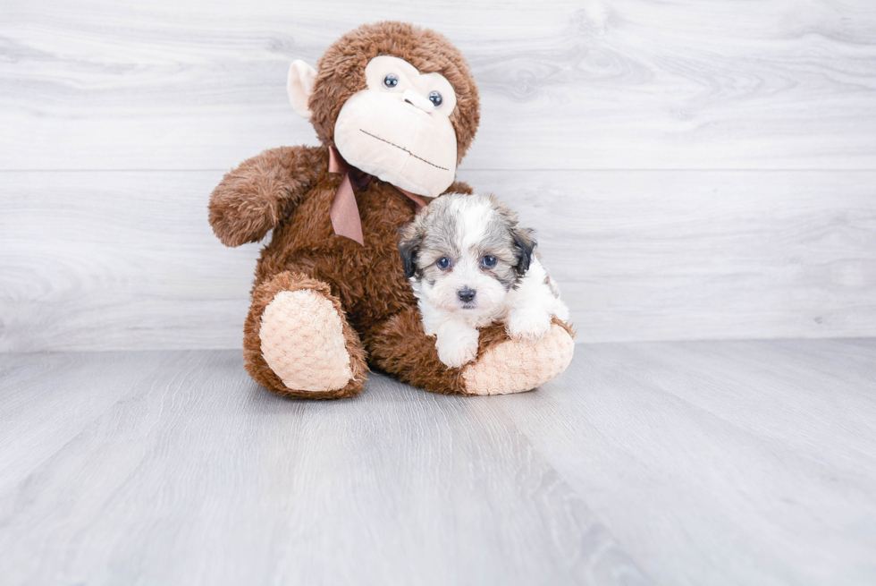 Smart Teddy Bear Designer Pup