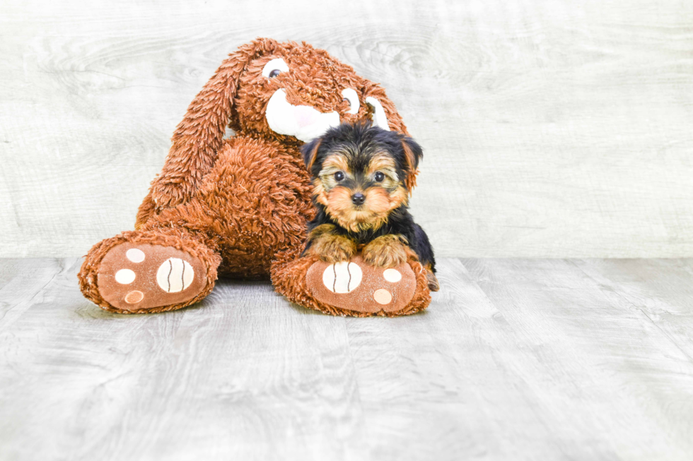 Meet Goldie - our Yorkshire Terrier Puppy Photo 