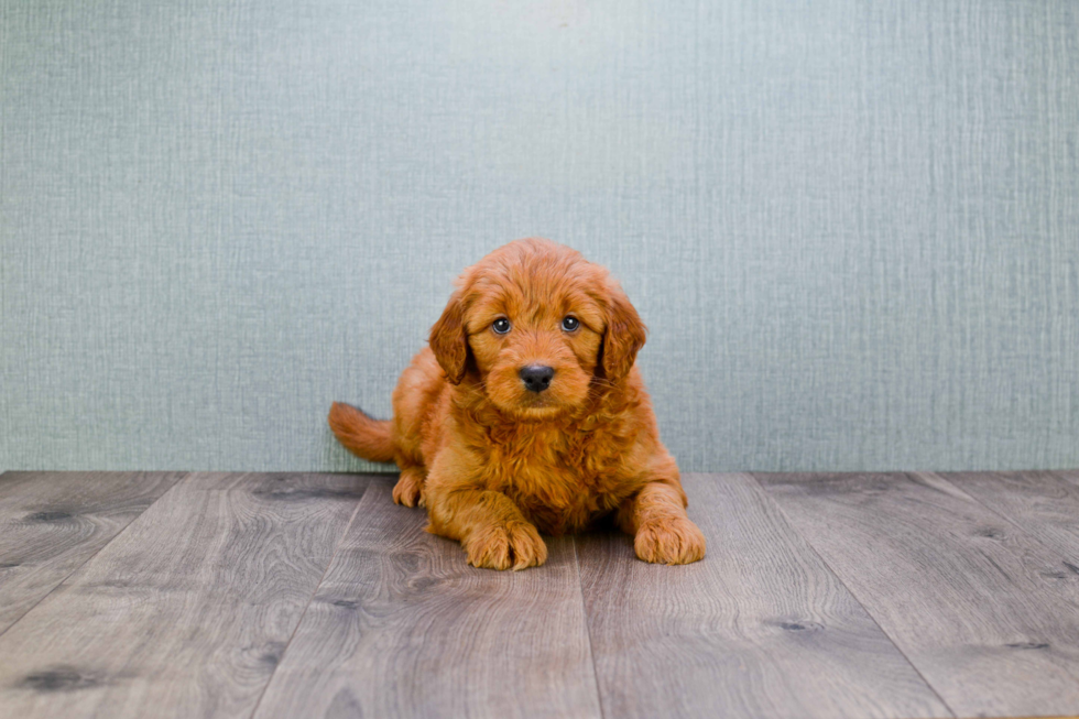 Mini Goldendoodle Puppy for Adoption