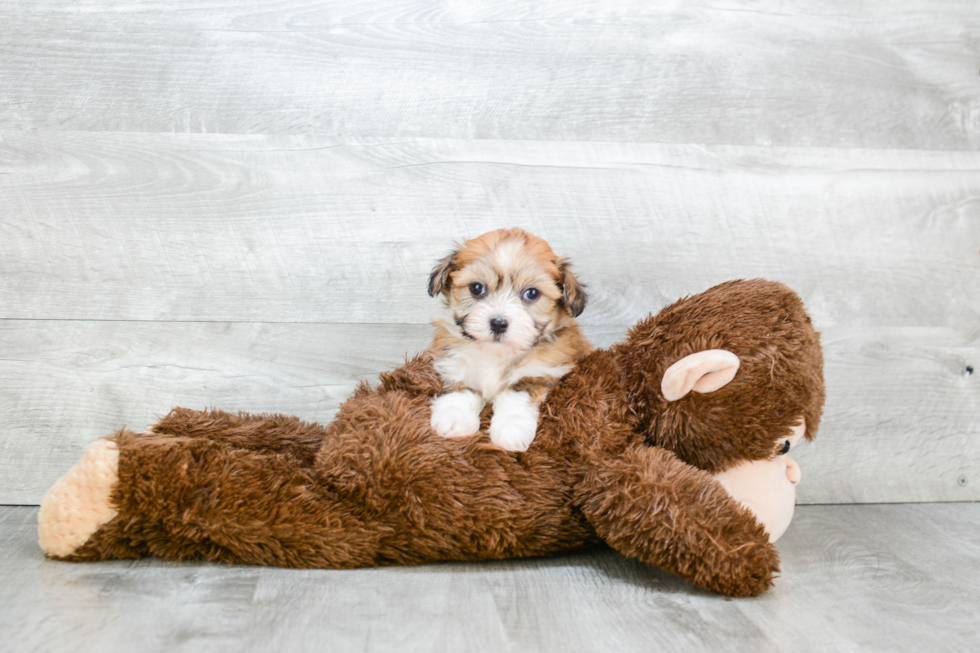 Happy Havanese Purebred Puppy