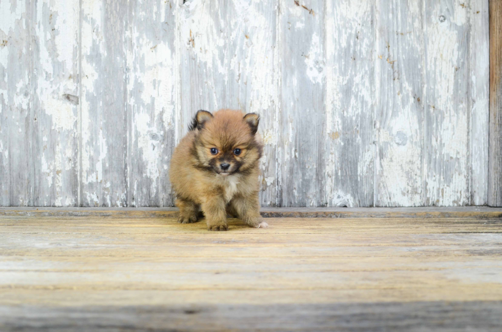 Pomeranian Pup Being Cute