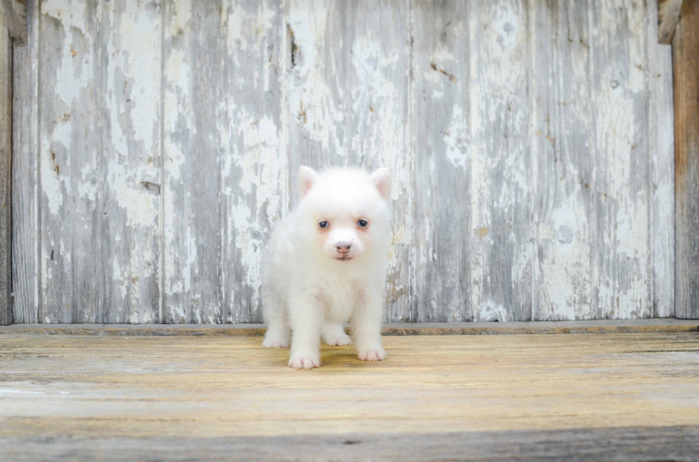 Little Mini Husky Designer Puppy