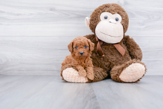 Best Mini Goldendoodle Baby