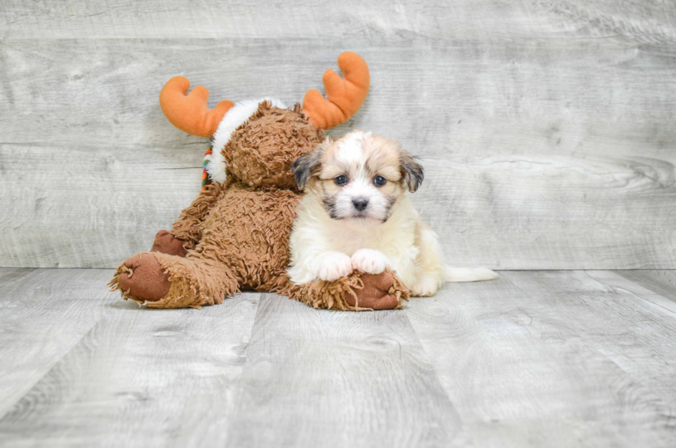 Fluffy Teddy Bear Designer Pup