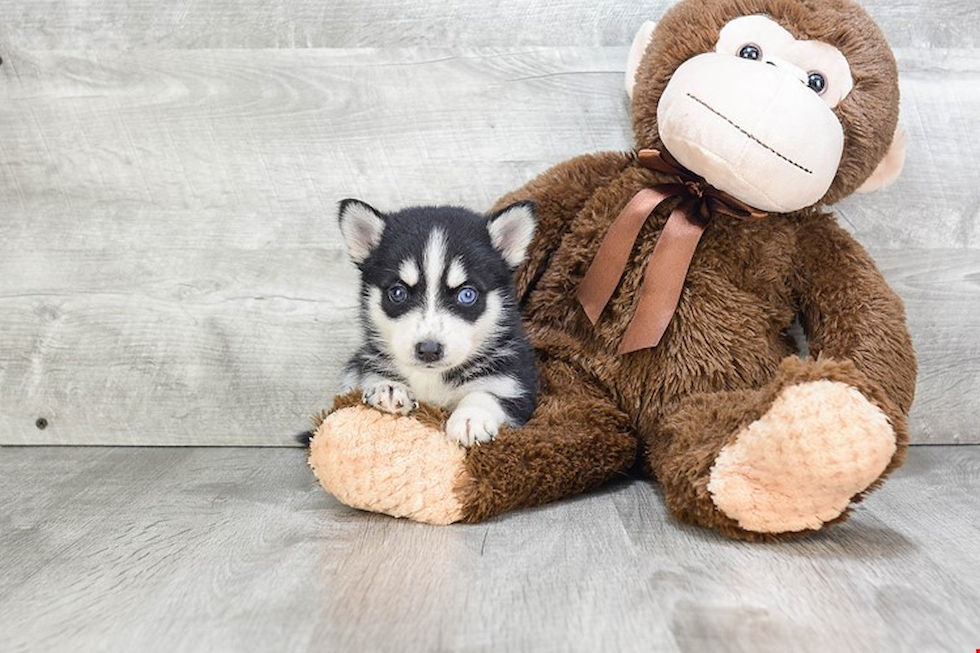 Petite Pomsky Designer Pup