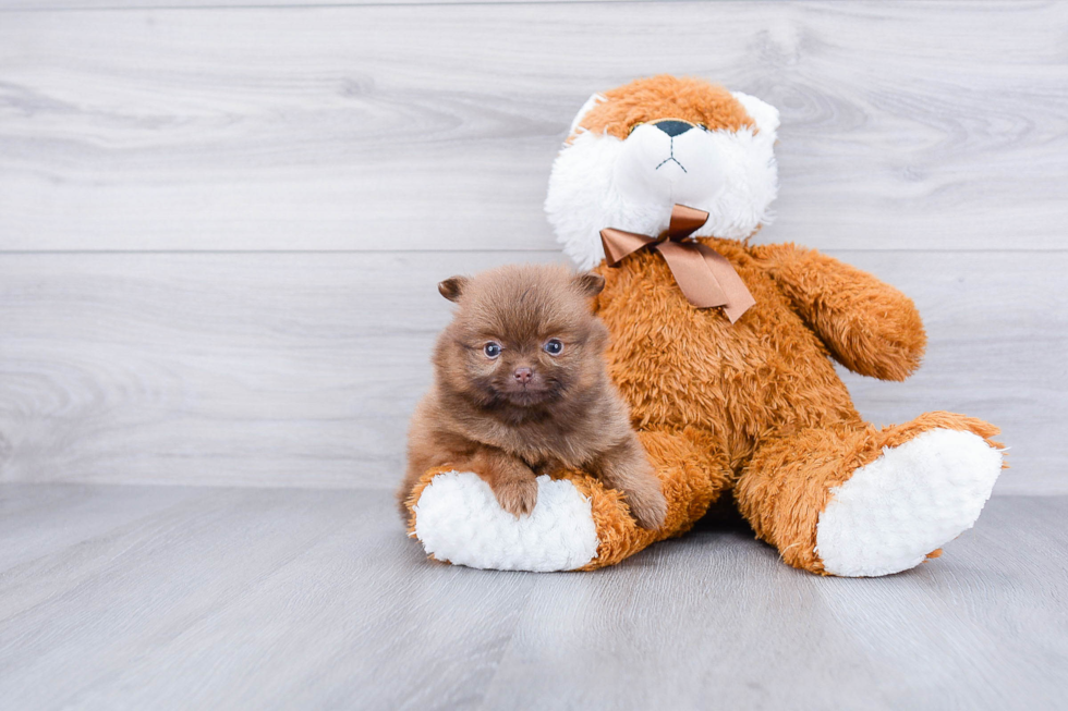 Little Pomeranian Baby