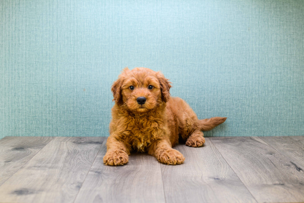 Mini Goldendoodle Pup Being Cute