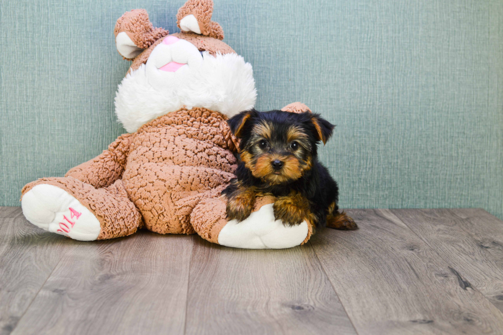 Meet Timmy - our Yorkshire Terrier Puppy Photo 