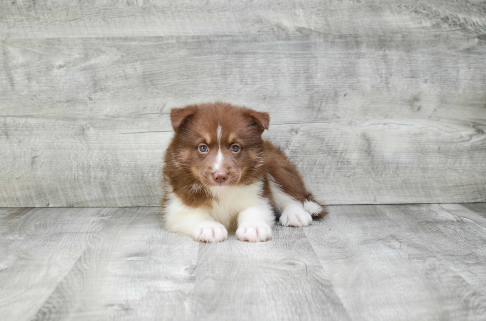 Hypoallergenic Mini Husky Designer Puppy