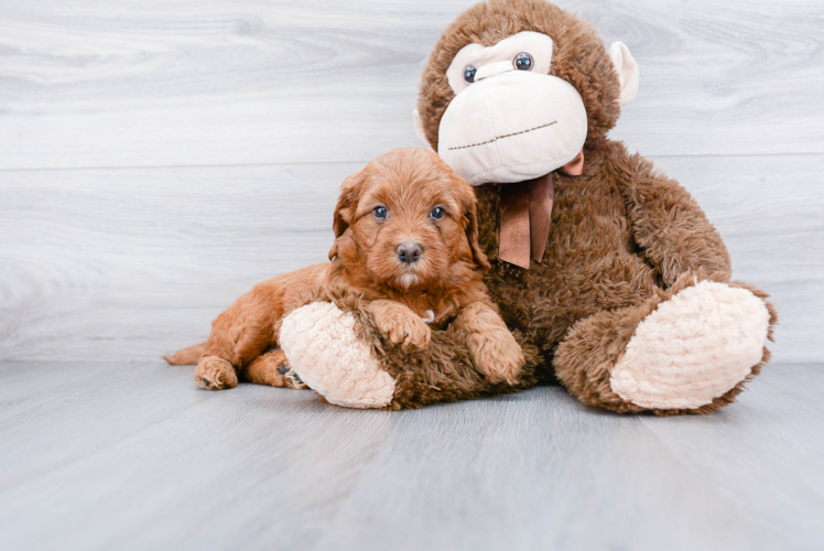 Friendly Mini Goldendoodle Baby