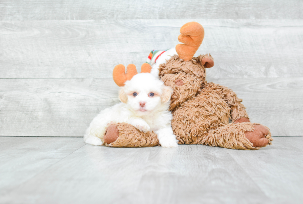 Energetic Havanese Purebred Puppy