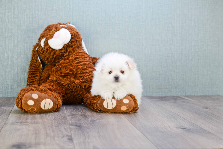 Maltipom Pup Being Cute