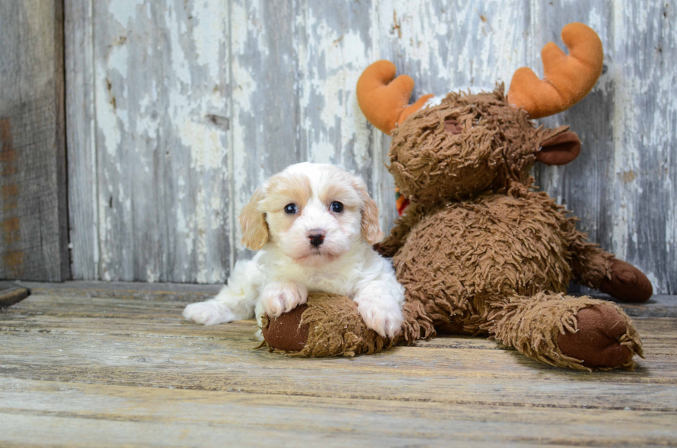 Little Cavalier Designer Puppy