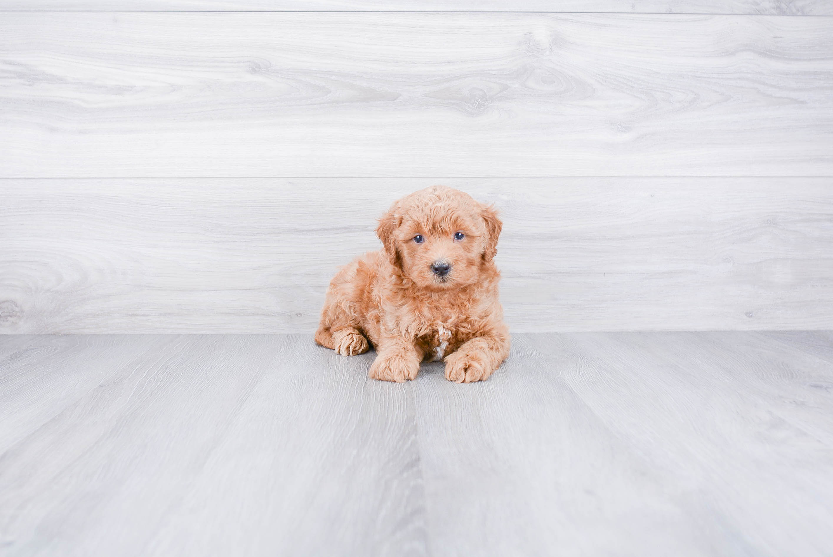 Mini Goldendoodle Puppy for Adoption