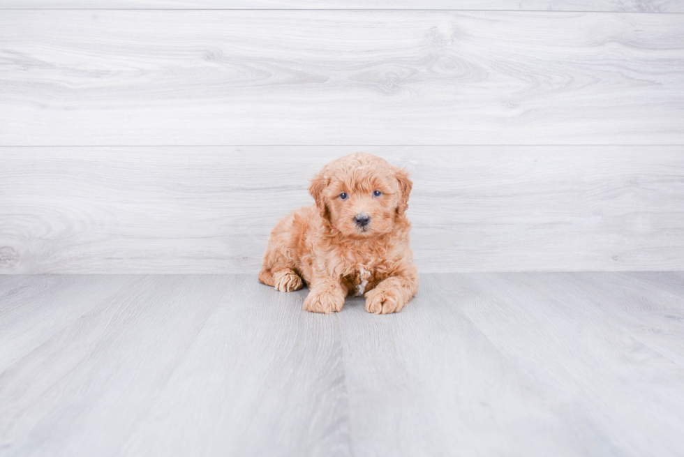 Mini Goldendoodle Puppy for Adoption