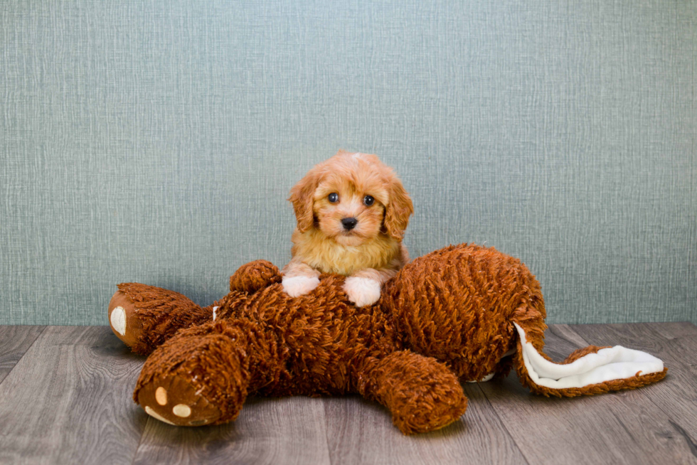 Hypoallergenic Cavoodle Poodle Mix Puppy