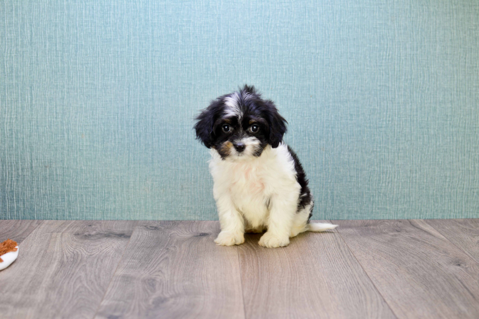 Cavapoo Puppy for Adoption