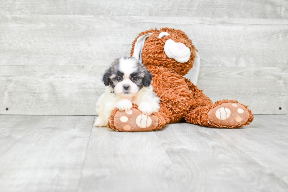 Popular Teddy Bear Designer Pup