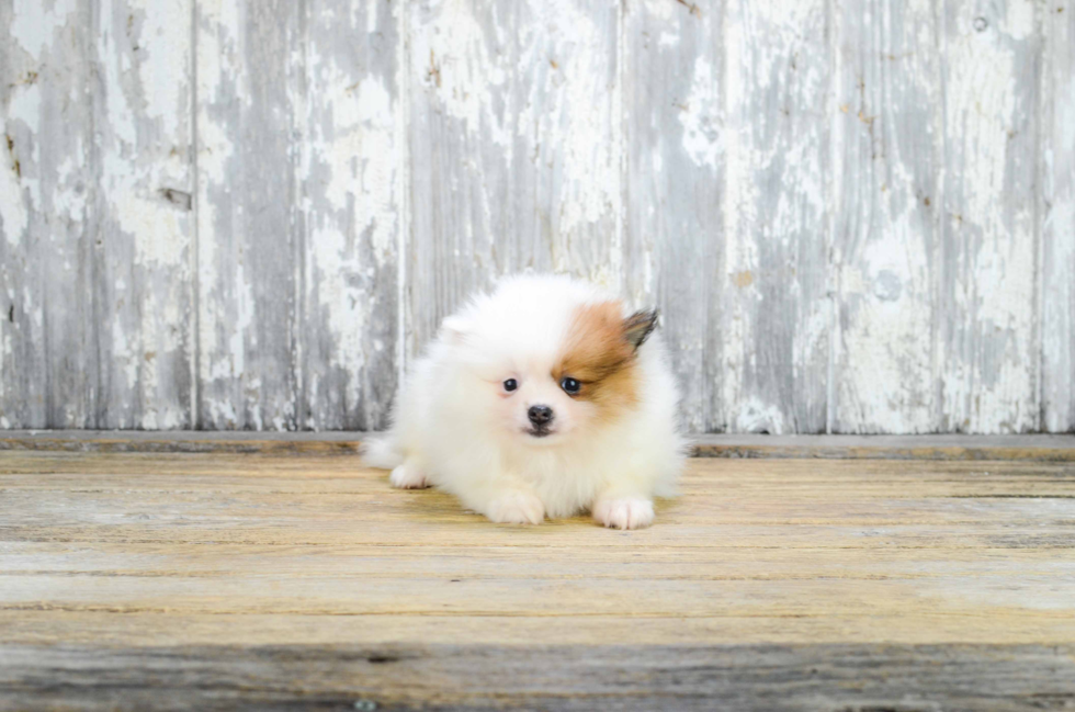 Popular Pomeranian Purebred Pup