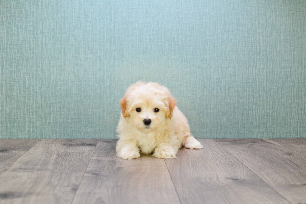 Petite Maltipoo Poodle Mix Pup