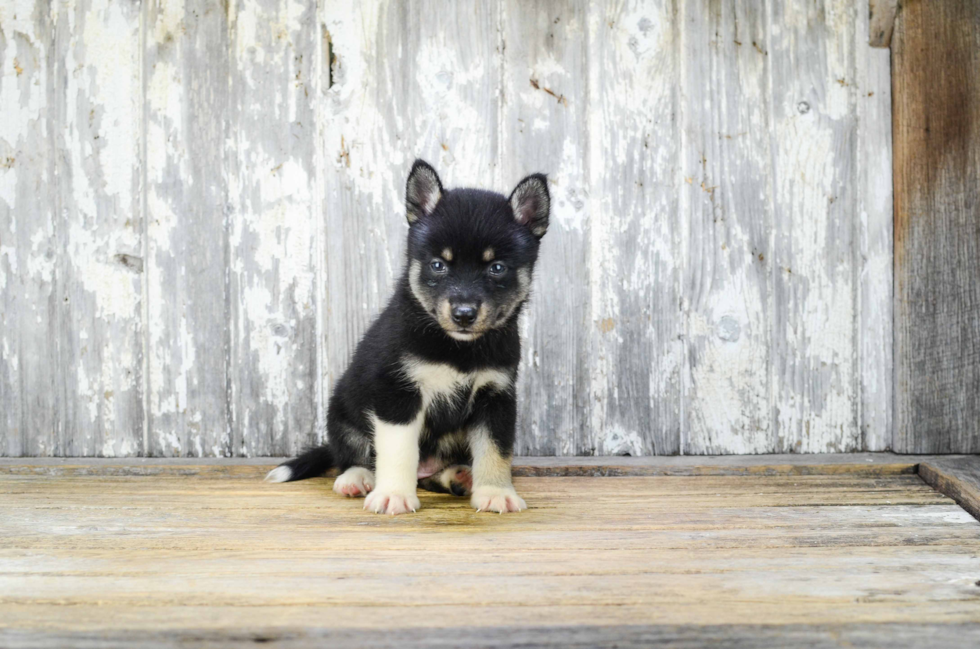 Popular Pomsky Designer Pup