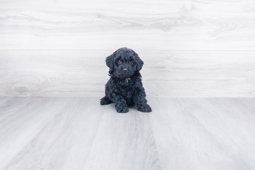 Mini Goldendoodle Puppy for Adoption