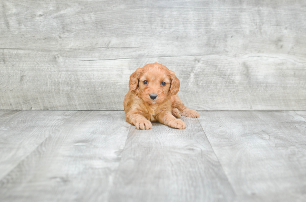 Friendly Cavapoo Baby