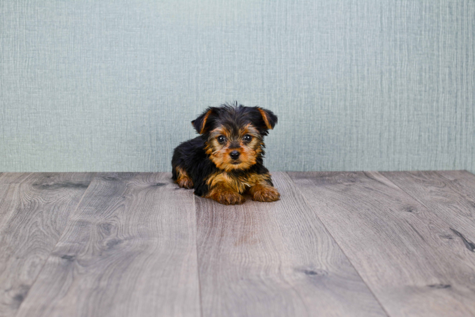 Meet Joey - our Yorkshire Terrier Puppy Photo 