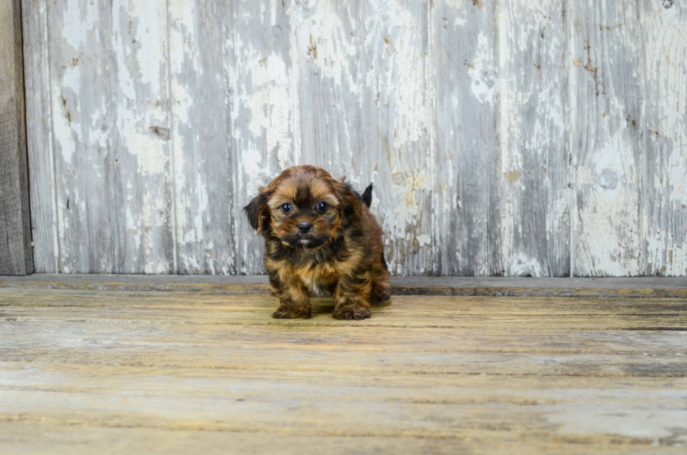 Best Shorkie Baby