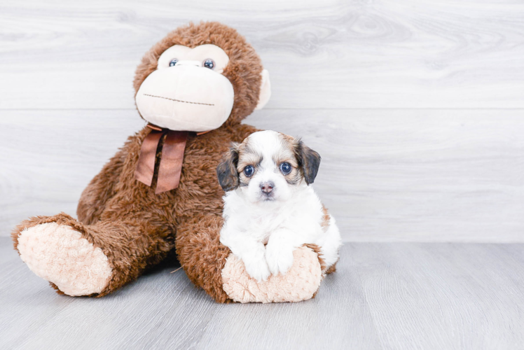 Small Cavachon Baby