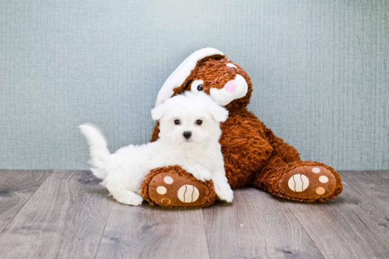 Maltese Pup Being Cute