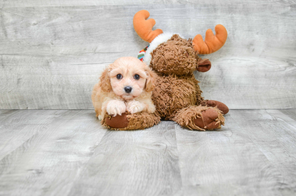 Adorable Cavalier Designer Puppy