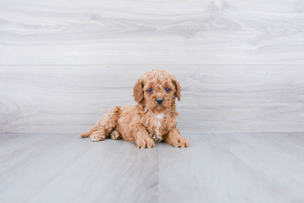 Cockapoo Puppy for Adoption