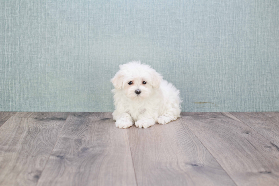 Energetic Maltese Purebred Puppy