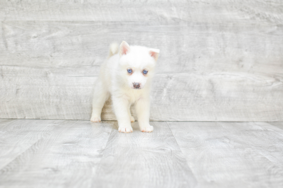 Best Pomsky Baby