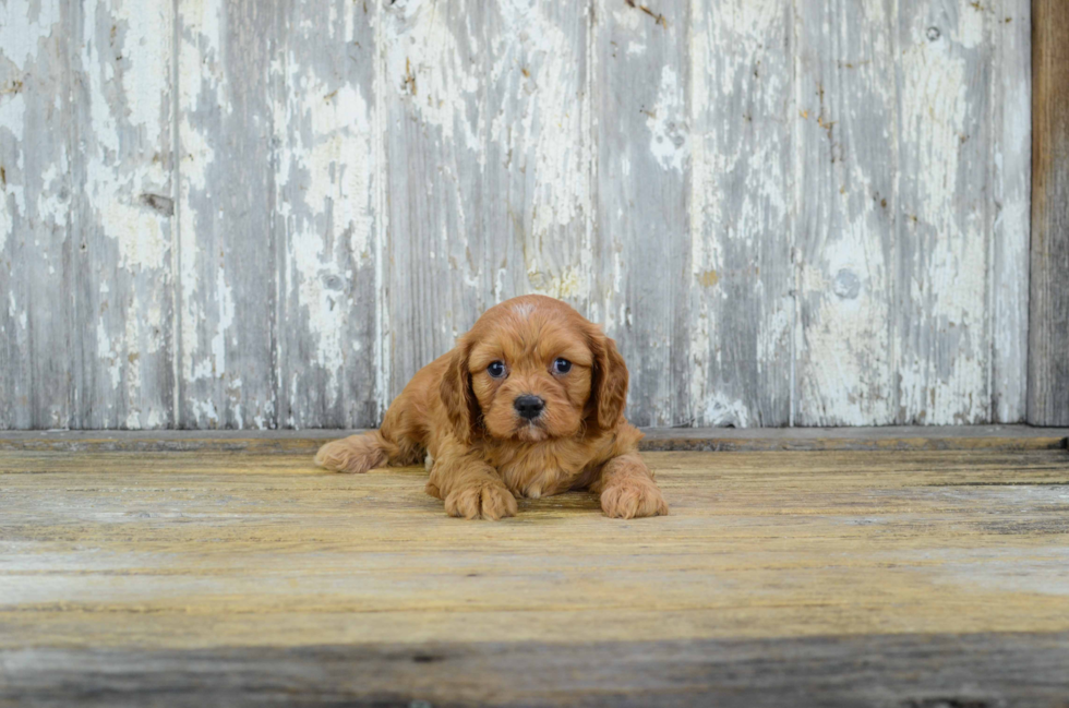 Best Cavachon Baby