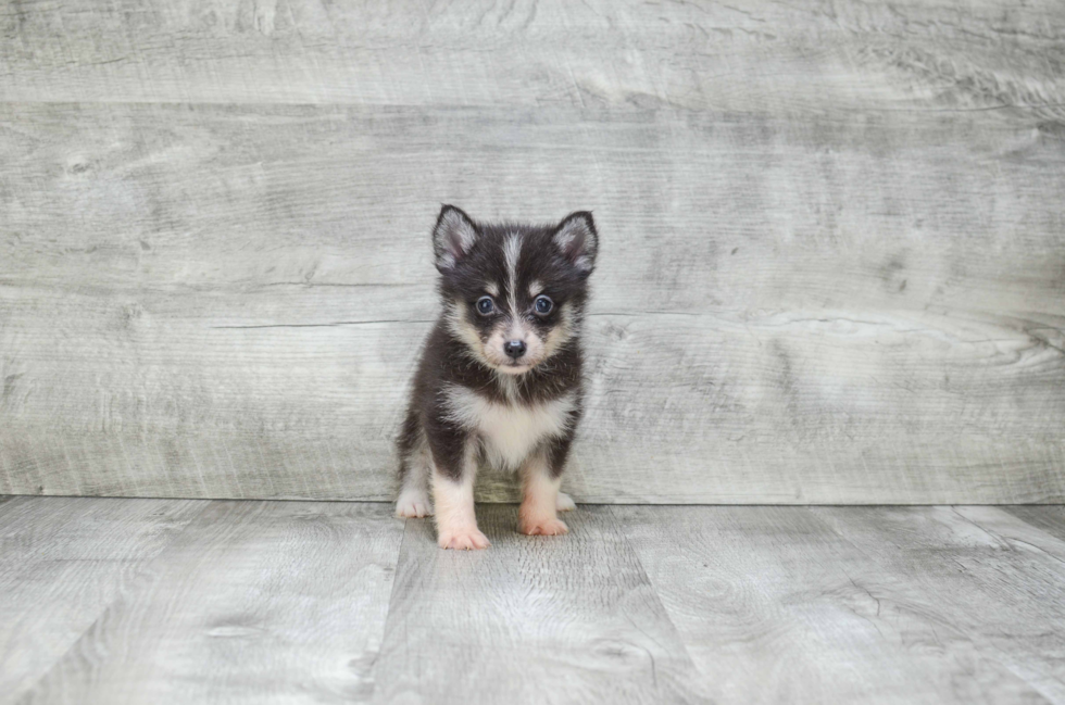 Pomsky Pup Being Cute