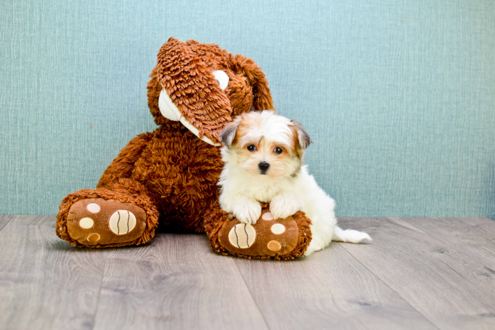 Adorable Havanese Purebred Puppy