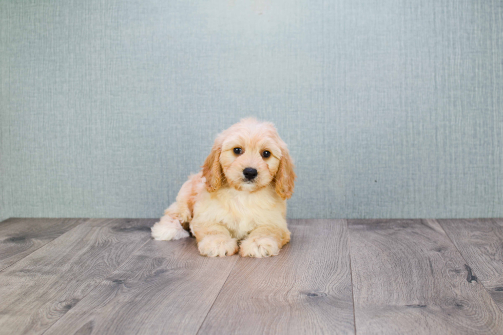 Cavachon Puppy for Adoption