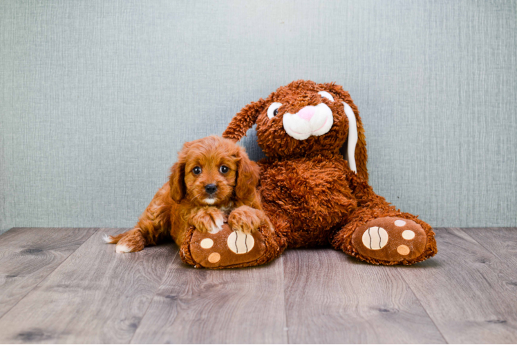 Petite Cavapoo Poodle Mix Pup