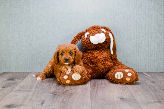 Petite Cavapoo Poodle Mix Pup