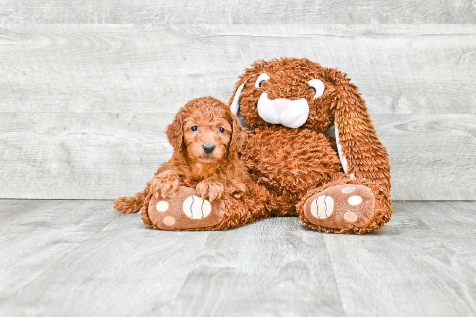 Best Mini Goldendoodle Baby