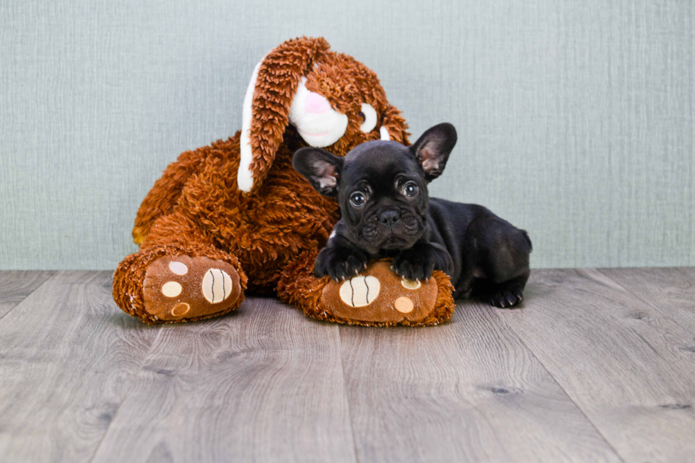 Energetic Frenchie Purebred Puppy