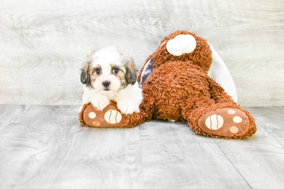 Havanese Pup Being Cute