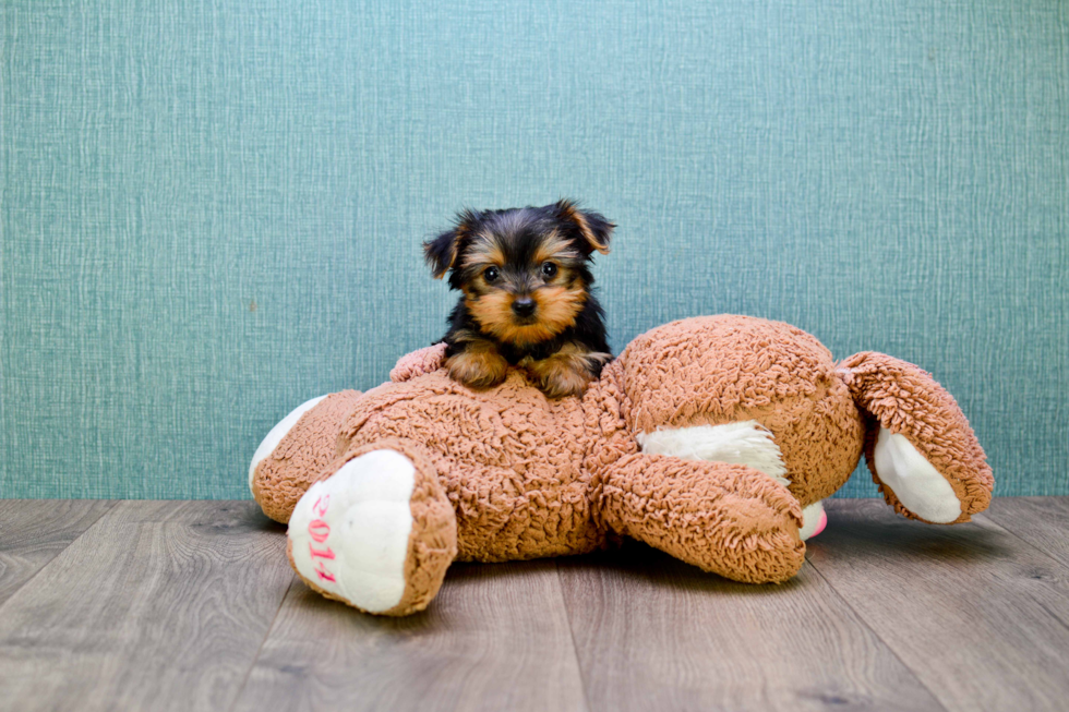 Meet Steph - our Yorkshire Terrier Puppy Photo 