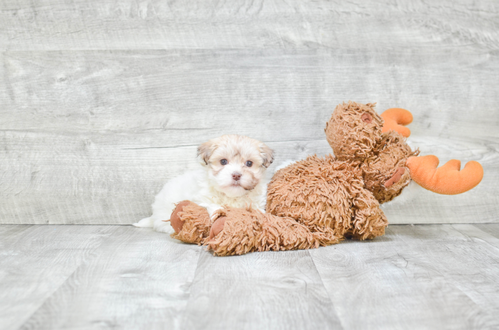 Happy Havanese Purebred Puppy