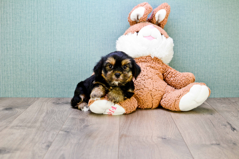 Fluffy Shorkie Designer Pup