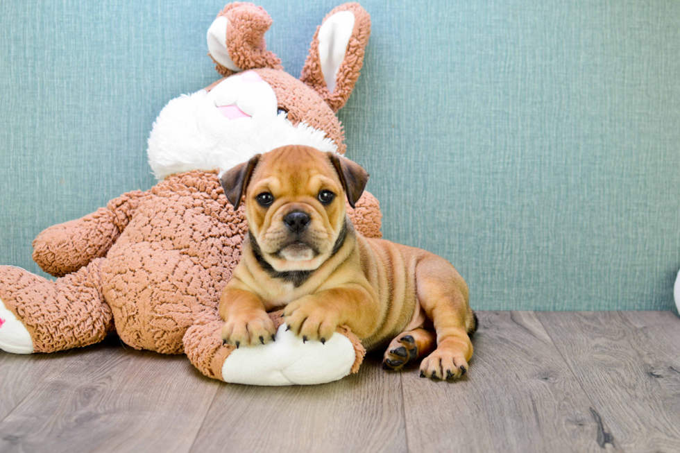 Cute English Bulldog Baby