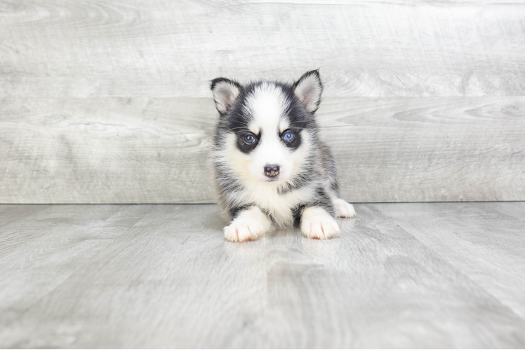 Cute Pomsky Baby