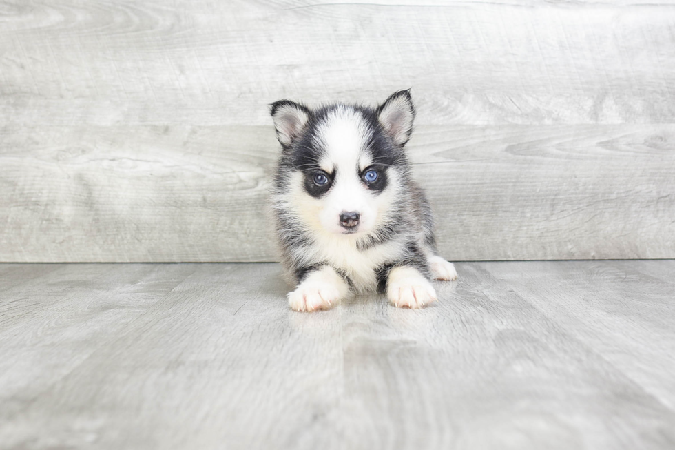 Cute Pomsky Baby